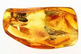 Four Detailed Fossil Snipe Flies (Rhagionidae) In Baltic Amber #275348-1